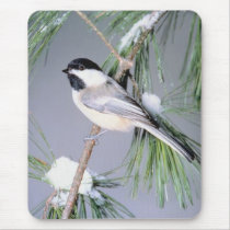 Bird Snow Covered Branch