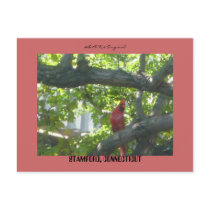 Bird Stamford CT ... Post Cards
