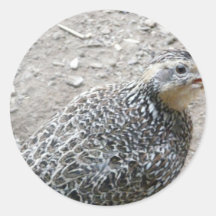 bird stickers