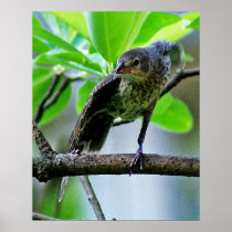 Bird Stretching on Magnolia Tree Print