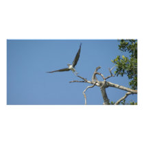 Bird Takes Flight, San Blas Mexico Personalized Photo Card