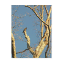 bird, TAYLOR$B.A.K.$ Original Postcard