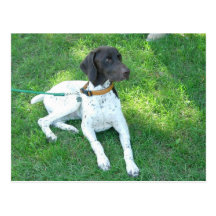 Bird the German Shorthair Pointer Postcard