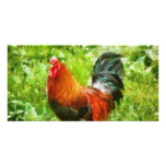 Bird - The Rooster photo cards