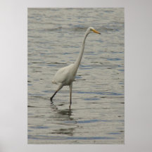 Bird Walking in Water at Cooby Dam Queensland Poster