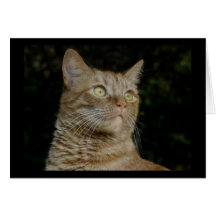 "Bird Watching" Card