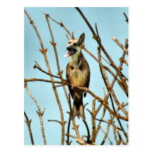 Birdagw Post Cards