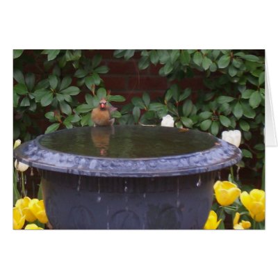 birdbath greeting cards by beautyexposed