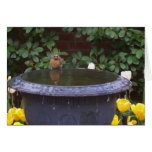 birdbath cards