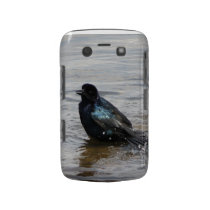 Birdbath Phone Case Blackberry Bold Covers