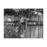 Birdhouse in Summer Postcard