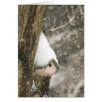 Birdhouse on Tree in storm Greeting Cards
