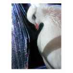 Birdie Boy - Angel Postcard