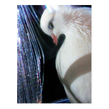 Birdie Boy - Angel Postcard