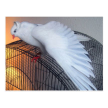 Birdie Boy - Cathedral of Light Postcard