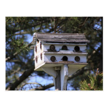 Birdie Motel 6 Post Card