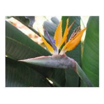 Birdofparadise Postcard