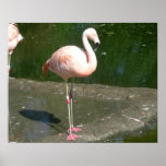Birds 002 20"x16" Poster