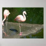 birds 002 canvas posters