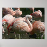 birds 005 canvas print