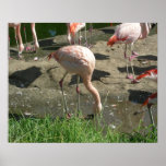 Birds 006 20"x16" Poster