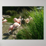 Birds 007 20"x16" Poster