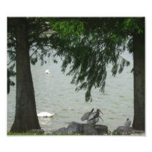 Birds at the Lake Photo