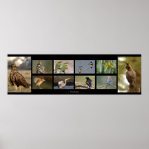 Birds Collage Posterdrucke