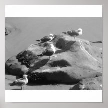 Birds in Malibu Print