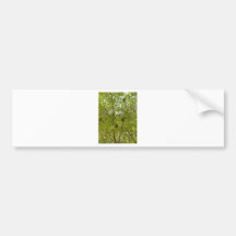 BIRDS NESTS  IN TREES BUMPER STICKER