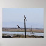 "Birds of a Wire" Landscape Crop Poster