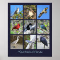 Birds of Florida Photos posters