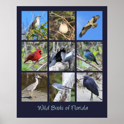 Birds of Florida Photos by TreadSoftly