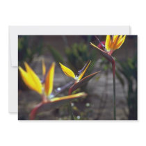 Birds Of Paradise Custom Invitations
