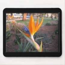 Birds of Paradise Mouse Mats