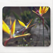 Birds Of Paradise Mouse Pads