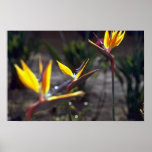Birds Of Paradise Print