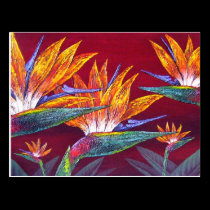 Birds Of Paradise Tropical Flower - Multi postcards