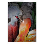 Birds of the Jungle Cards