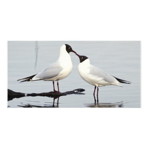 Birds of Various Forms Customized Photo Card