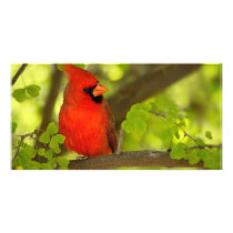 Birds of Various Forms