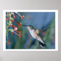 Birds of Various Forms posters