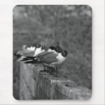 Birds on the wall mousepads
