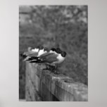 Birds on the wall posters