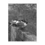 Birds on Wall postcard