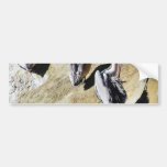 Birds Pelicans Poop Bumper Sticker