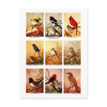 Birds Postcard