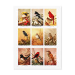 Birds postcards