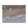 birds postcard