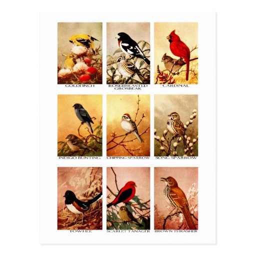Birds Postcard